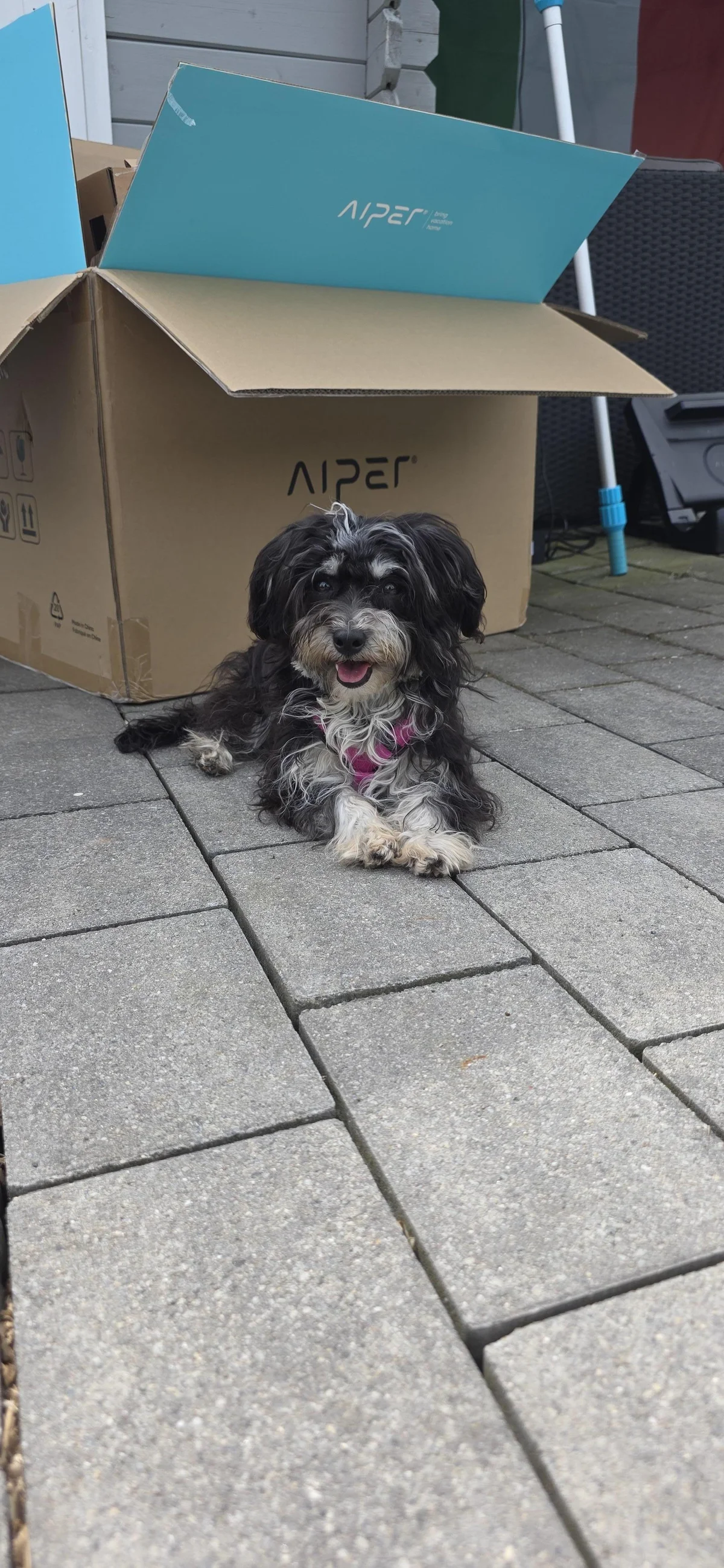 Havanese