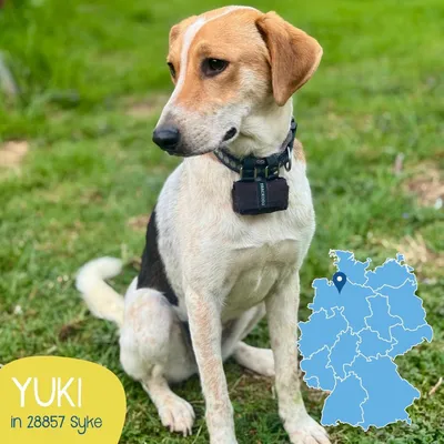 TALLY, adopted