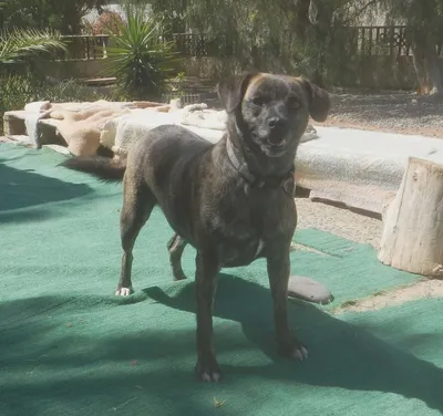 Mandy, adopted