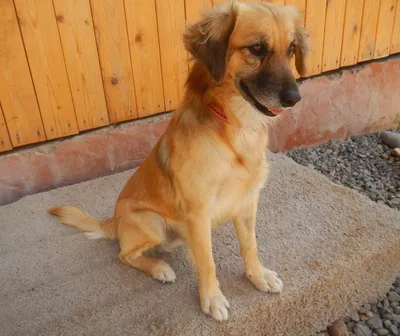 Ronny, adopted
