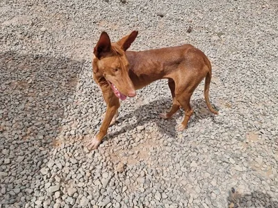 Matti, adopted