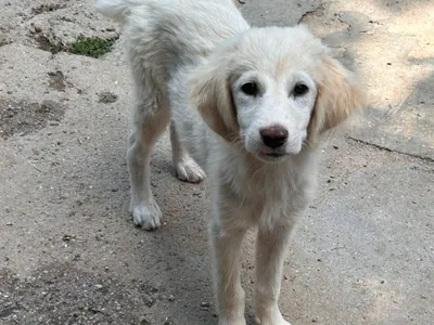 Carla, adopted