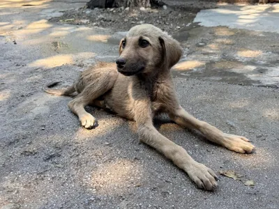 Floris, adopted