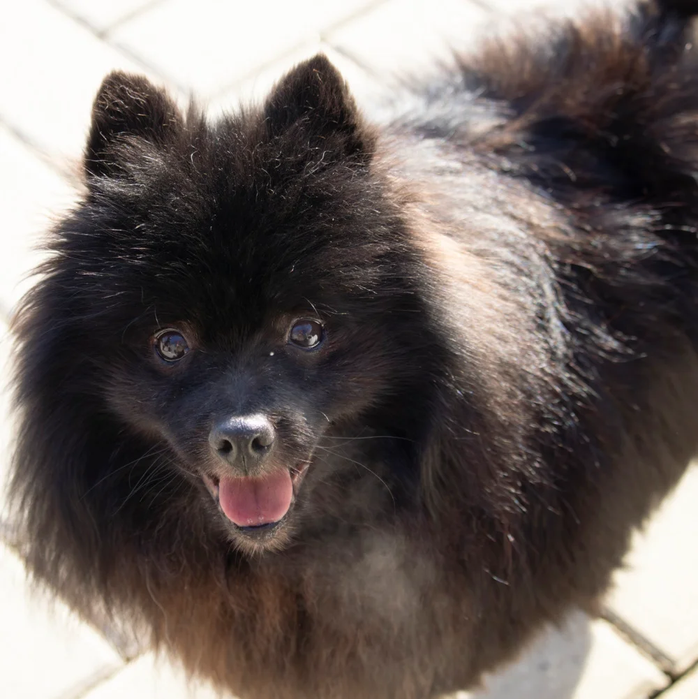 Pomeranian