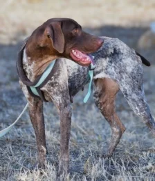German Shorthaired Pointer