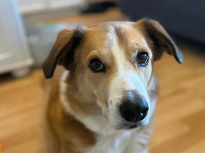 Biggi, adopted