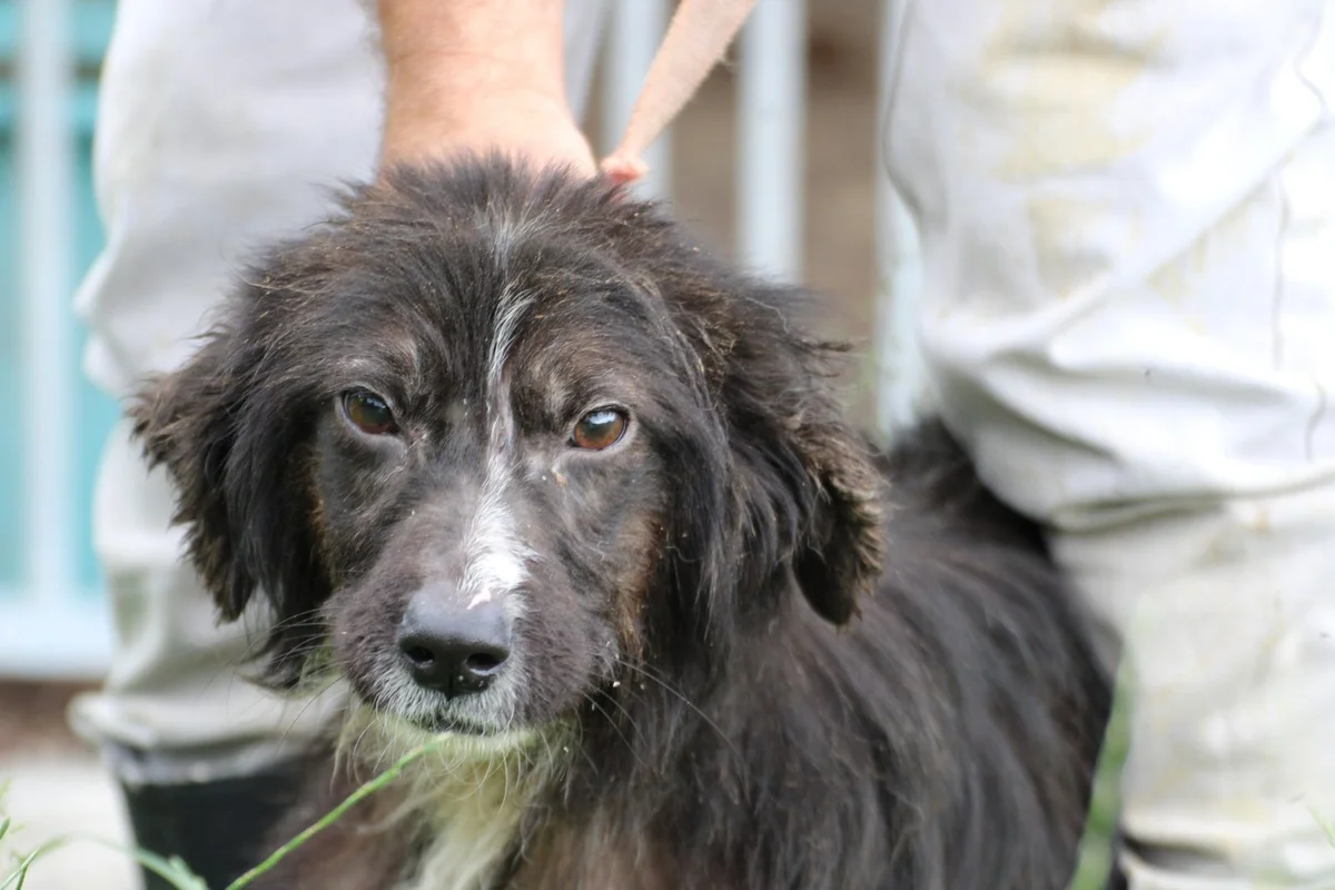 Shetland Sheepdog
