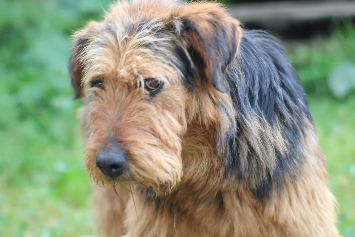 Airedale Terrier