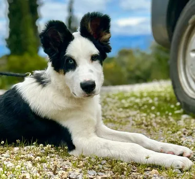 Panda (reserviert), adopted