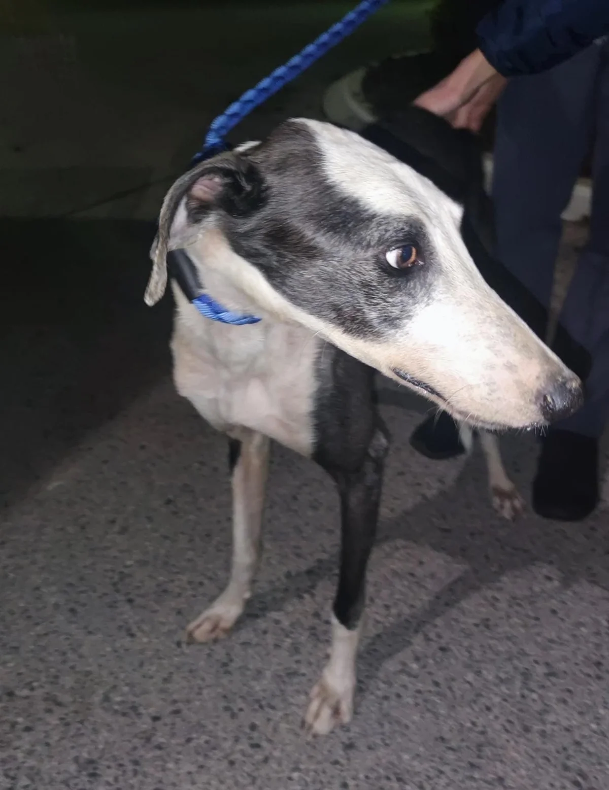Galgo Español