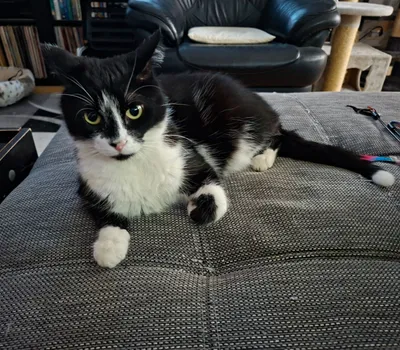 Cookie - reserviert | EFfL e.V., adopted