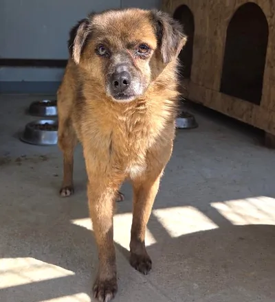 Linda, adopted