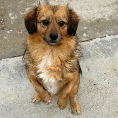Nemo, adopted