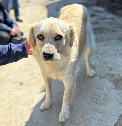 Simba, adopted