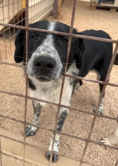Cosmo, adopted