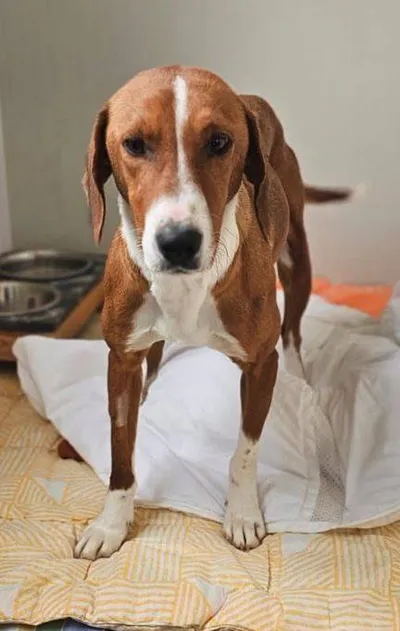 Fenja, adopted