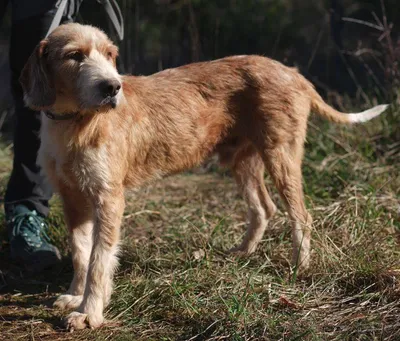 Freddy, adopted
