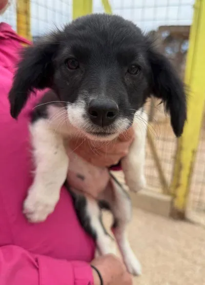 Hazel, adopted