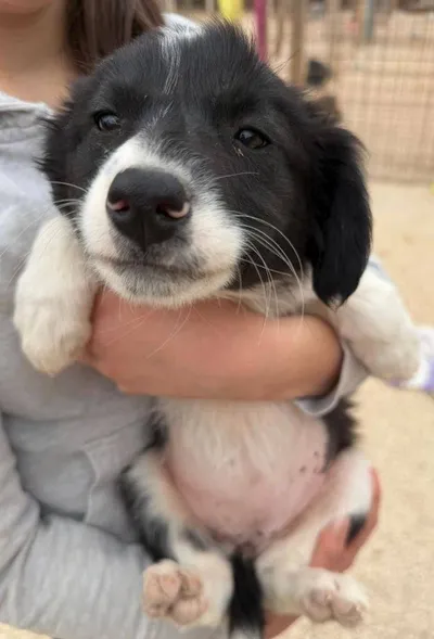 Holly, adopted