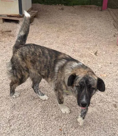 Summer, adopted