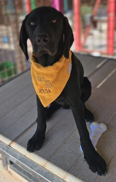 Zizi, adopted