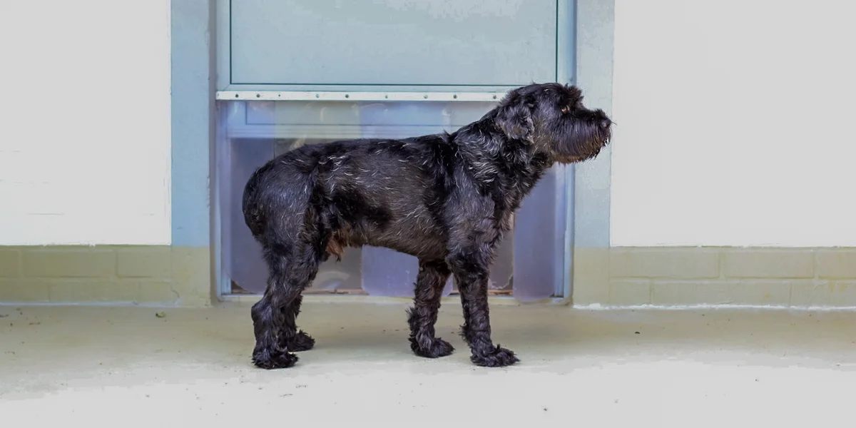 Standard Schnauzer