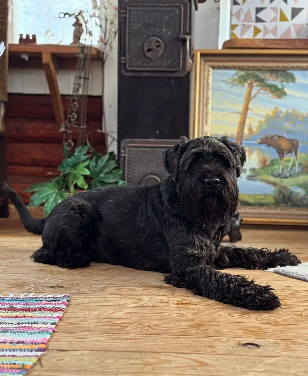 Standard Schnauzer