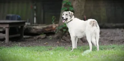 Fifi - Pate & Zuhause gesucht!          Rasse: Mischling          Geschlecht: weiblich kastriert    , adopted