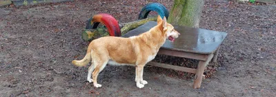 Tita          Rasse: Schäferhund Mix          Geschlecht: weiblich kastriert                        , adopted