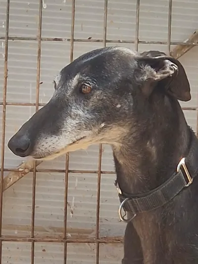 Sefhora, adopted