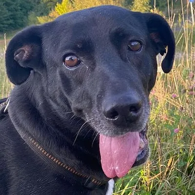 Bean wartet in 82362 Weilheim, adopted
