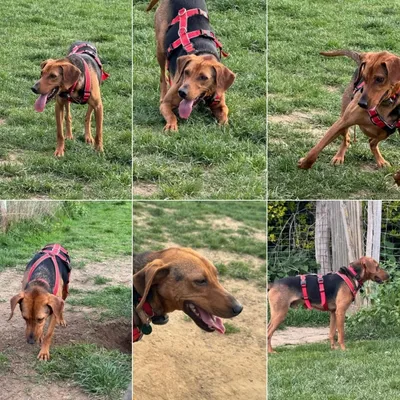 Snicker wartet in 50354 Hürth – reserviert, adopted