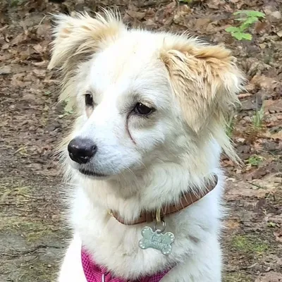 Sweety wartet in 91056 Erlangen, adopted