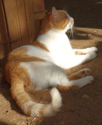 Vito, adopted