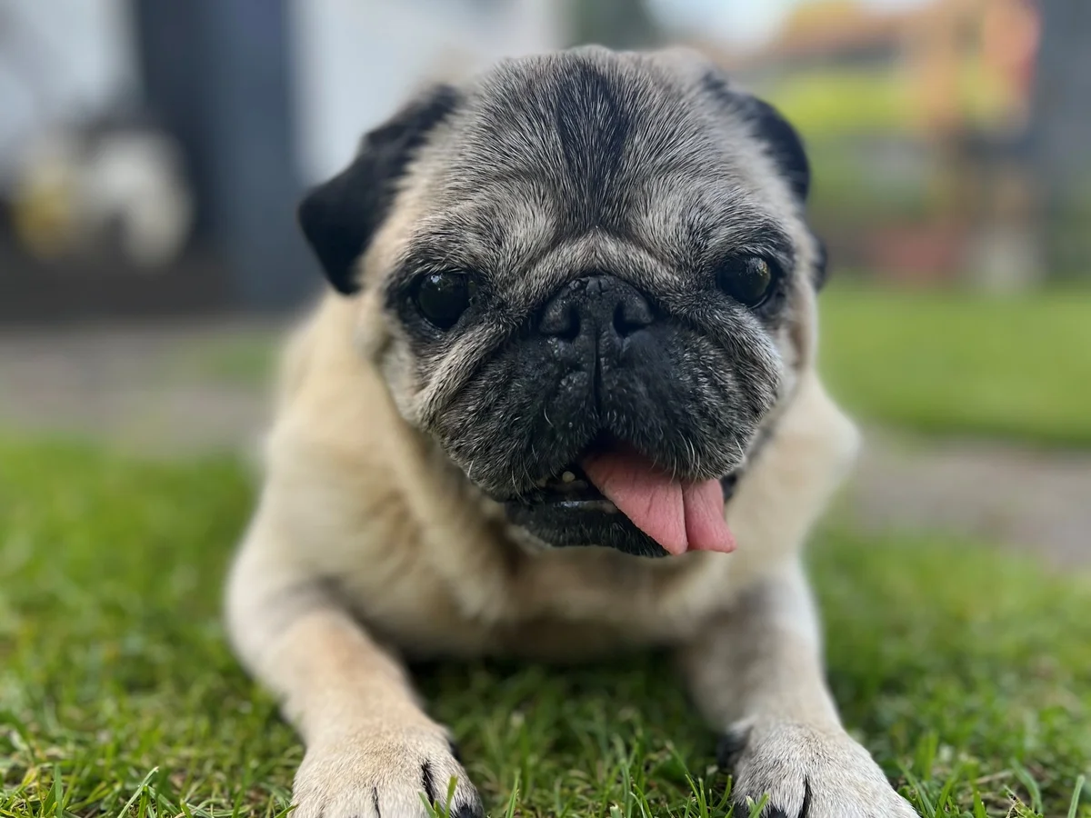 Pug