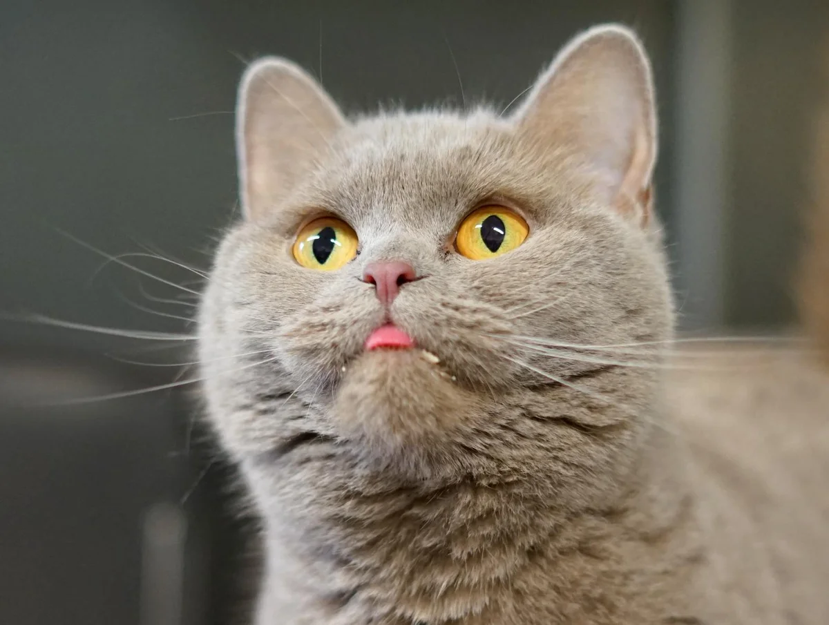 British Shorthair