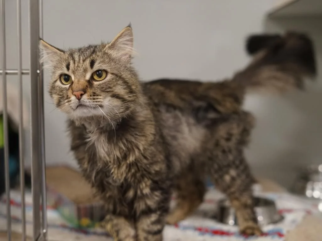Norwegian Forest Cat