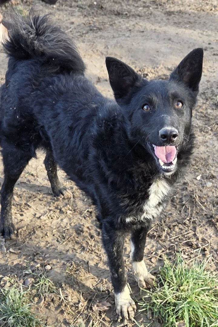Adopt Betty — 1yo Mixed Breed in Töging | TailHarbor