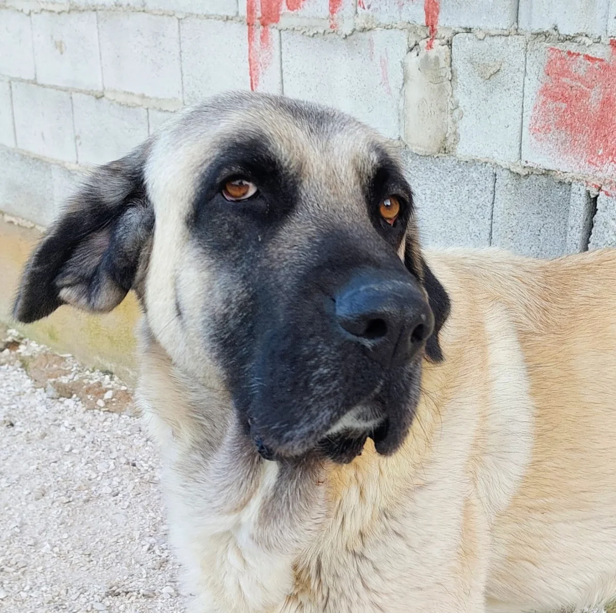 Spanish Mastiff