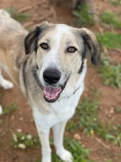 Lua, adopted