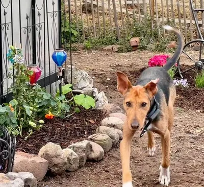 Fritzi (Yoda), adopted