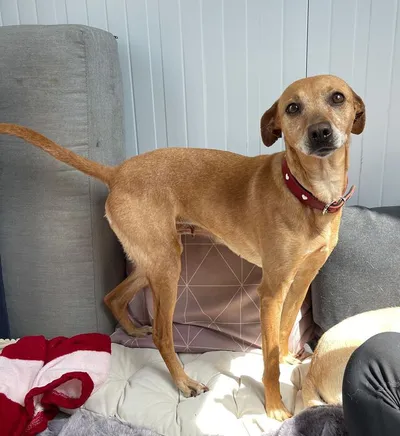 Petunia, adopted