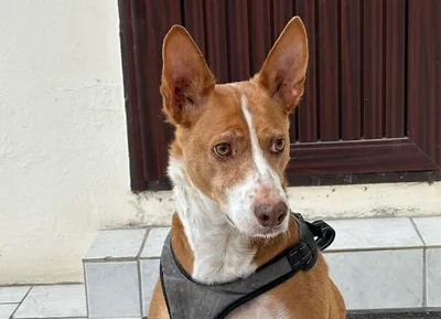 Boomer (D), adopted