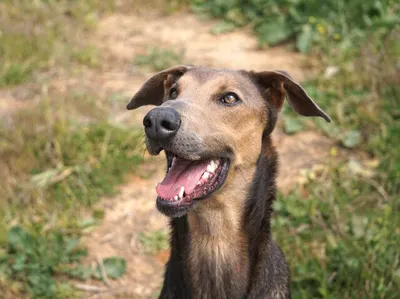 Apollo, adopted