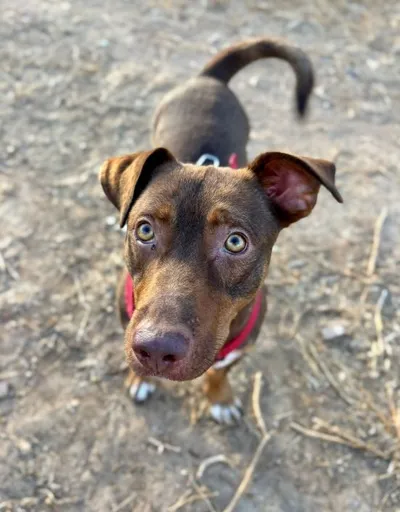 Slinky, adopted