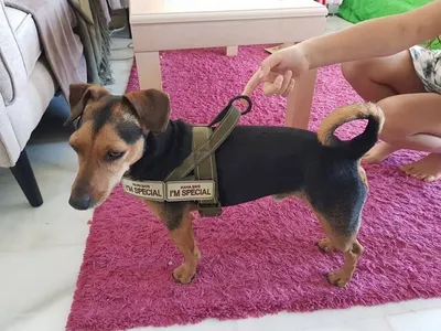 Peanut, adopted