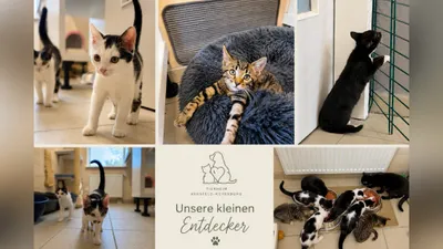 Kitten (verschiedene Geschlechter), adopted
