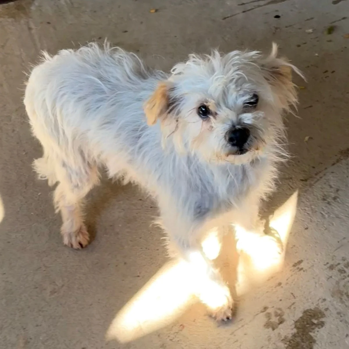 Chinese Crested