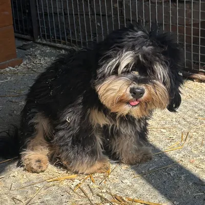 Archie -reserviert, adopted