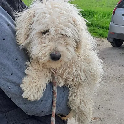 Koci -reserviert, adopted